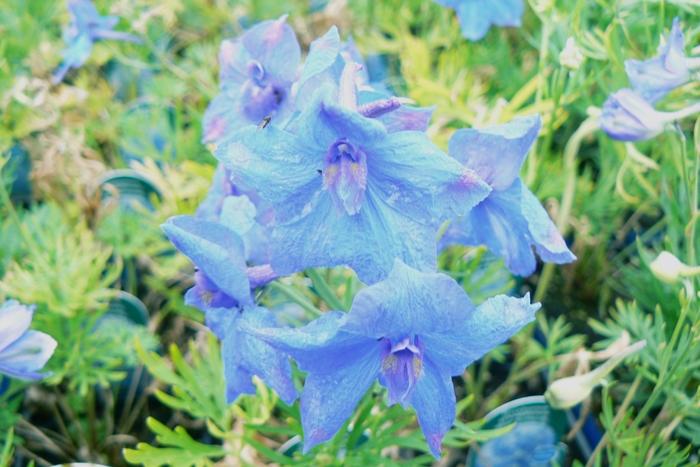 Delphinium grandiflorum Blue Butterfly