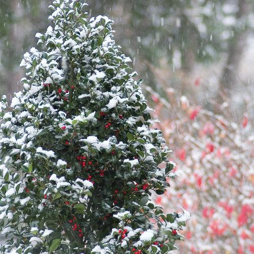 Ilex x meserveae Castle Spire® PP14310