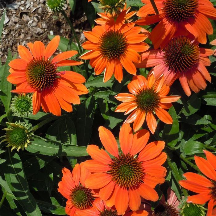 Echinacea Artisan™ Soft Orange