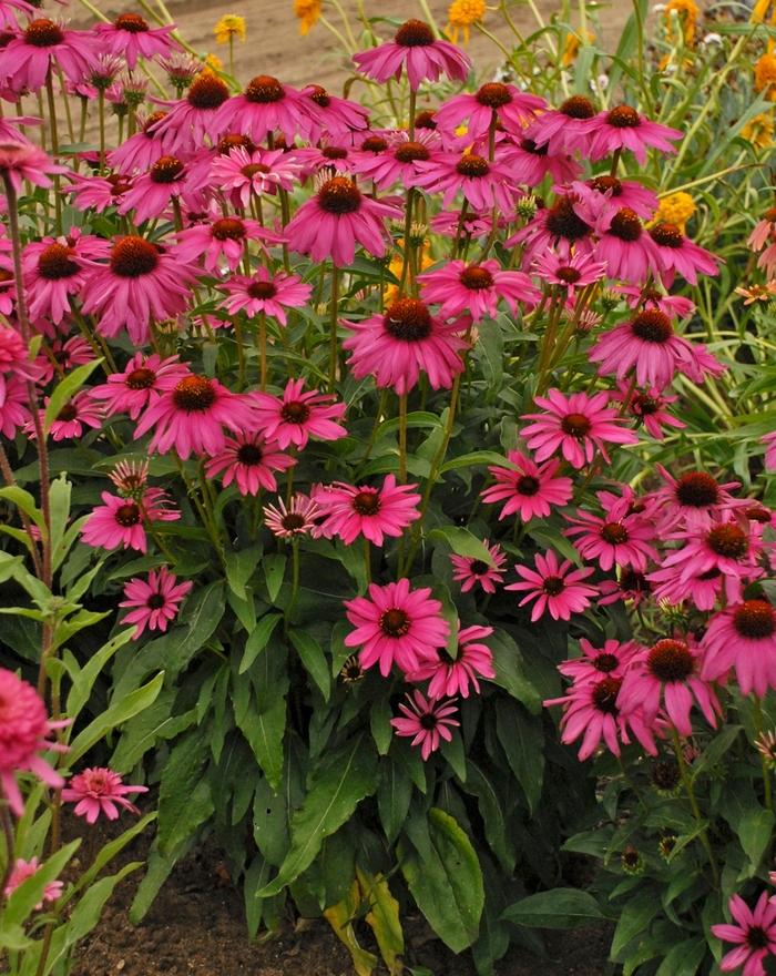 Echinacea Butterfly™ Purple Emperor PP24459