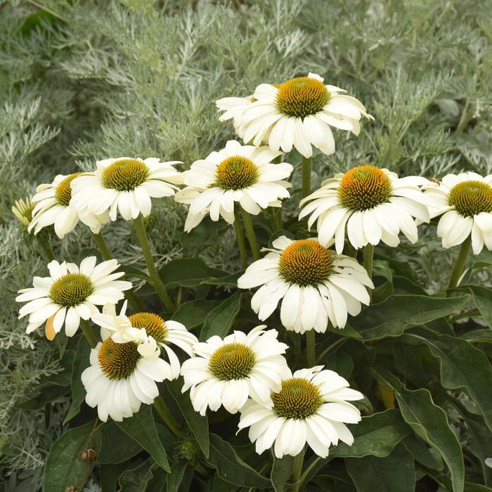 Echinacea Color Coded® The Price is White