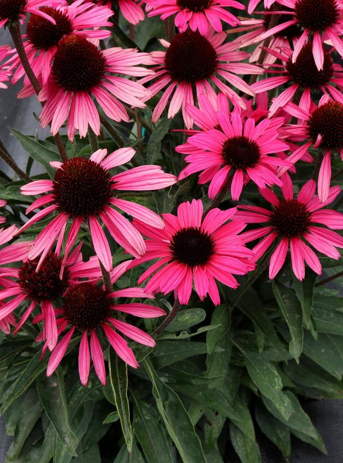 Echinacea Dark Shadows™ Wicked PPAF