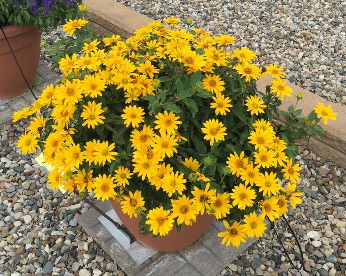 Heliopsis helianthoides Tuscan Gold™
