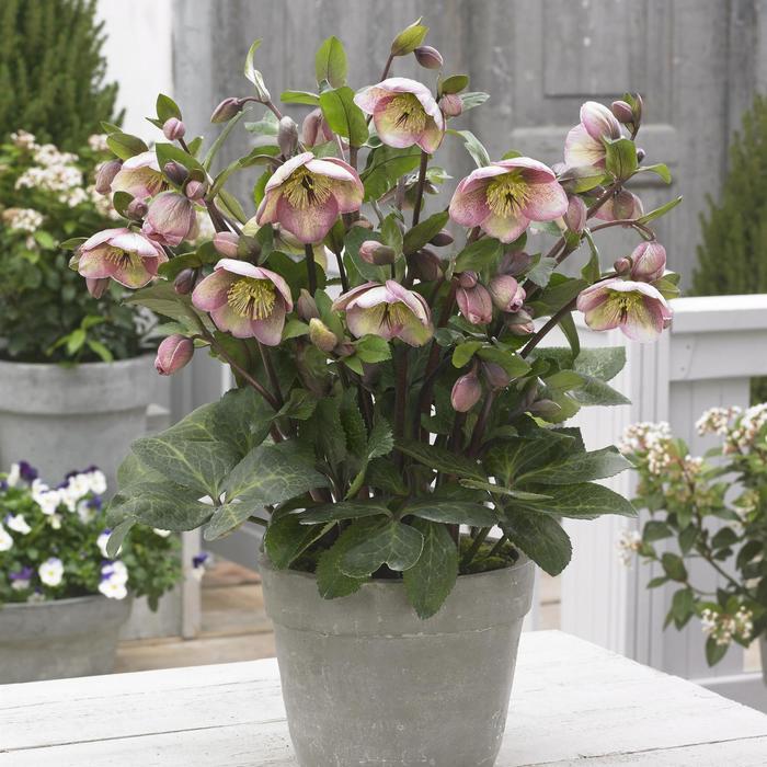 Helleborus Frostkiss® Bayli's Blush