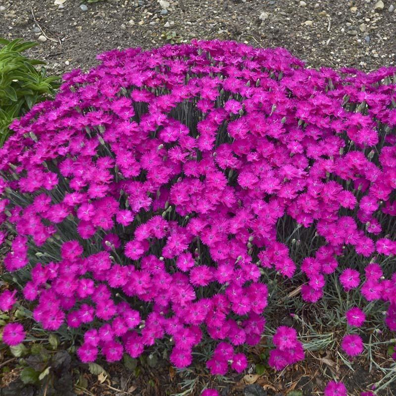 Dianthus gratianopolitanus Firewitch