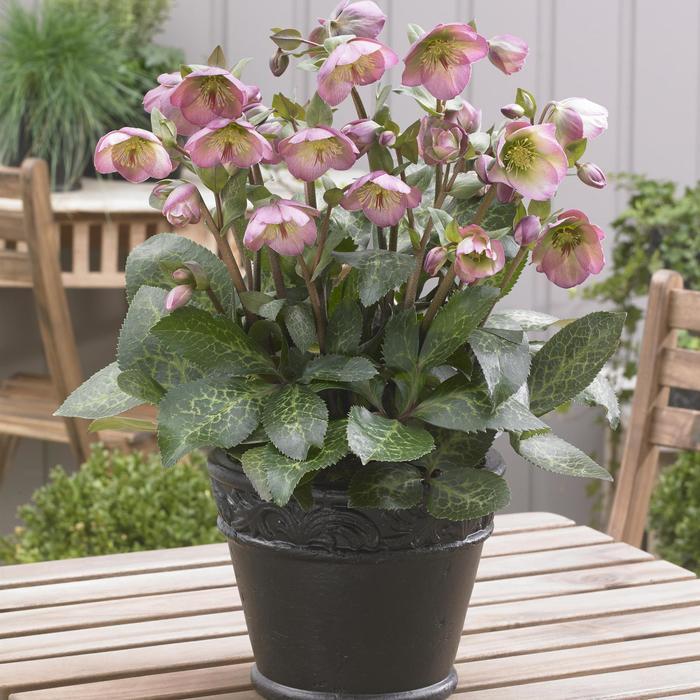 Helleborus Frostkiss® Dorothy's Dawn®
