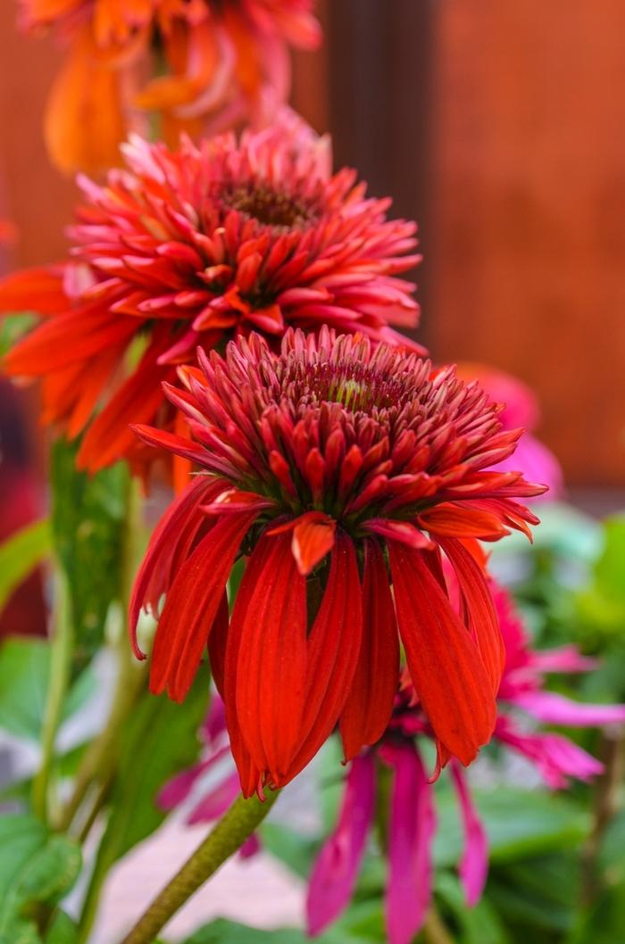 Echinacea Double Scoop™ Raspberry PPAF