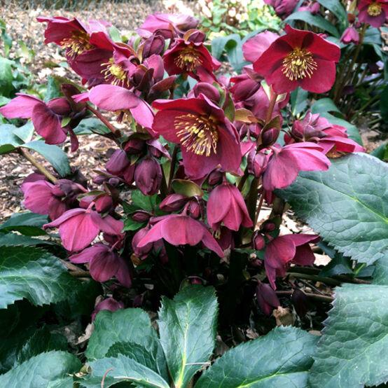 Helleborus HGC® Ice N' Roses® Red