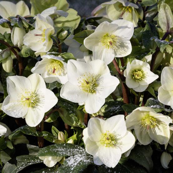 Helleborus HGC® Ice N' Roses® White