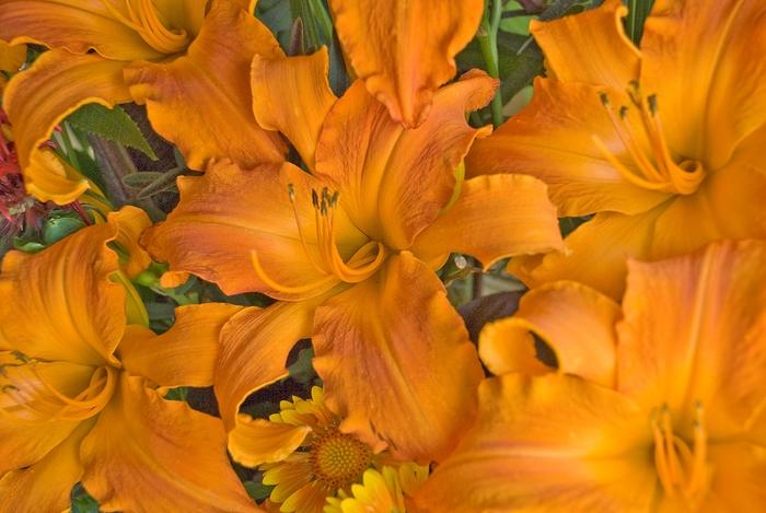 Hemerocallis Rainbow Rhythm ® Primal Scream