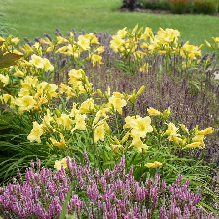 Hemerocallis Rainbow Rhythm® Going Bananas