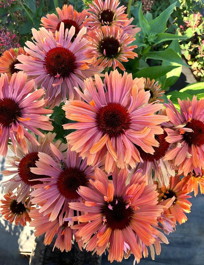 Echinacea Fresco™ Apricot