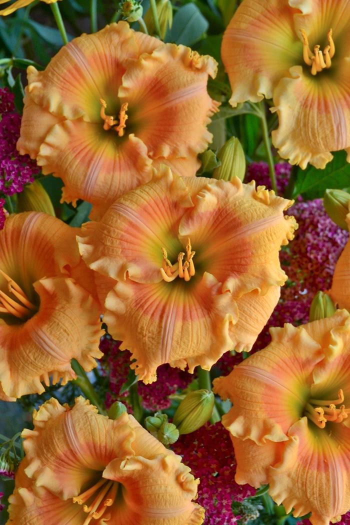 Hemerocallis Rainbow Rhythm® Orange Smoothie