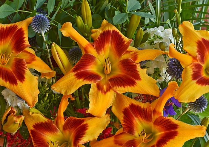 Hemerocallis Rainbow Rhythm® Tiger Swirl