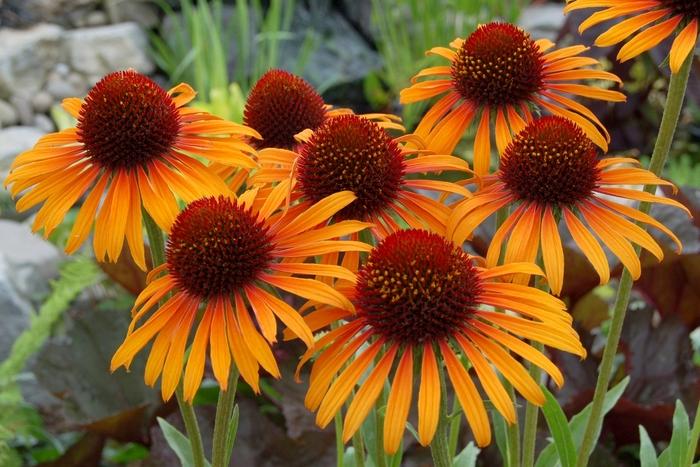 Echinacea Flame Thrower