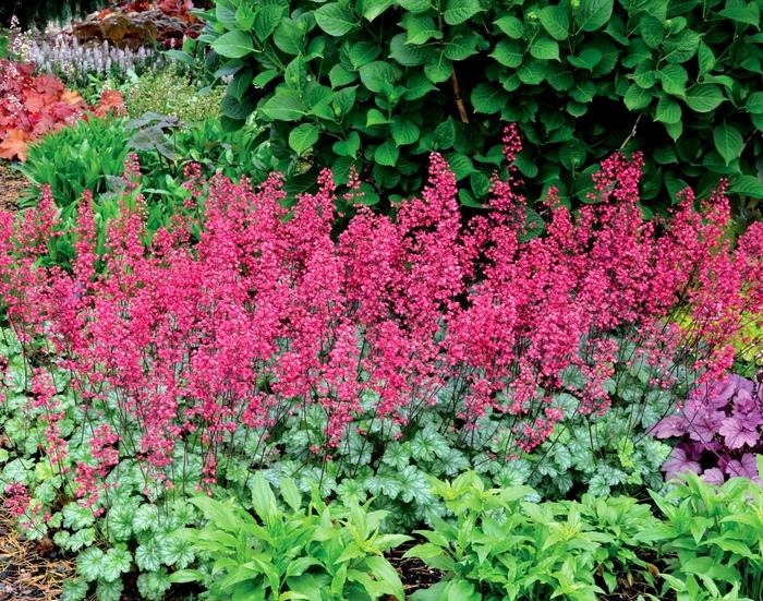 Heuchera City™ Paris PP18881