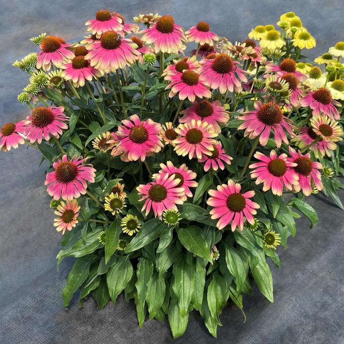 Echinacea Kismet® Pink Lemonade PPAF