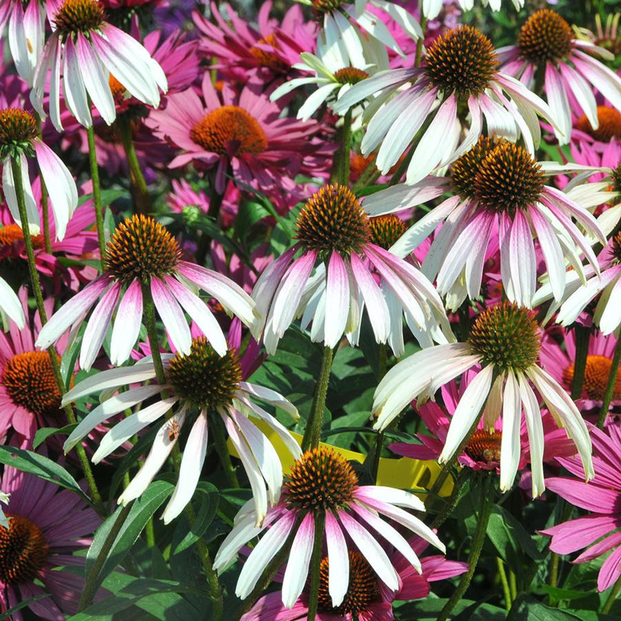 Echinacea Pretty Parasols