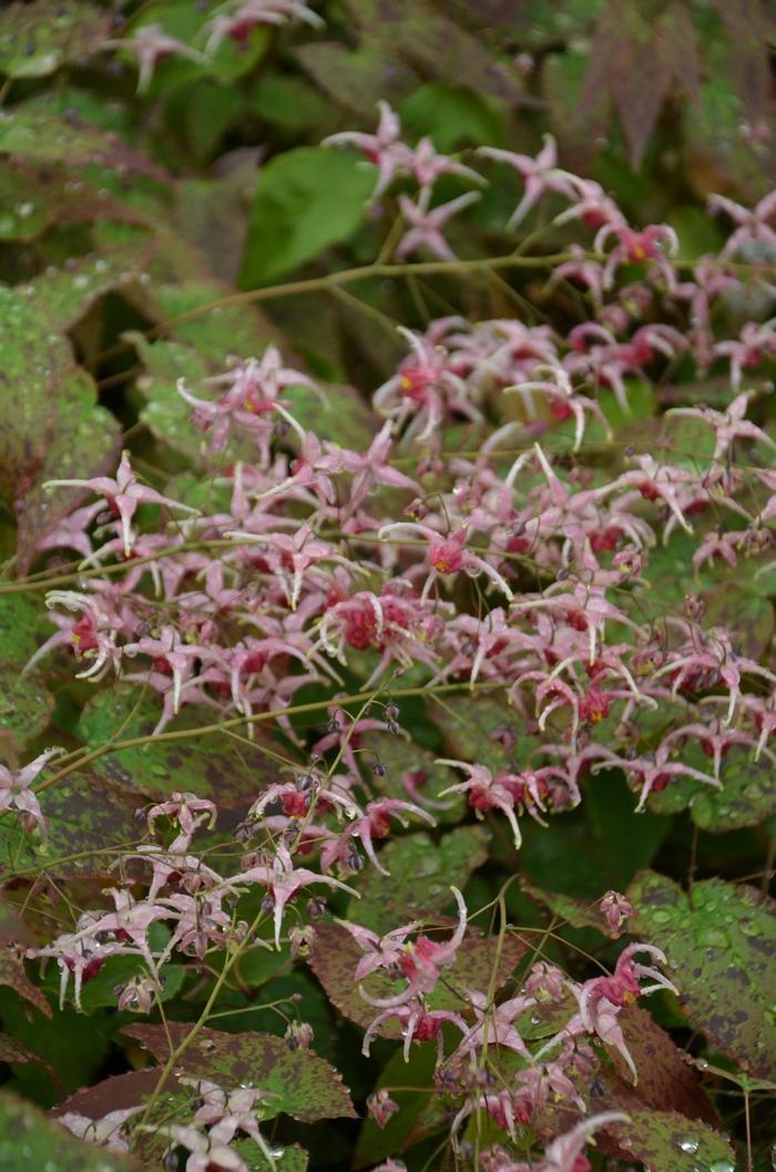 Epimedium Pink Champagne