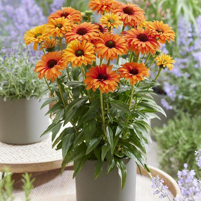 Echinacea Sunseekers® Mineola
