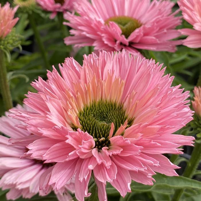 Echinacea Sunseekers® Salmon