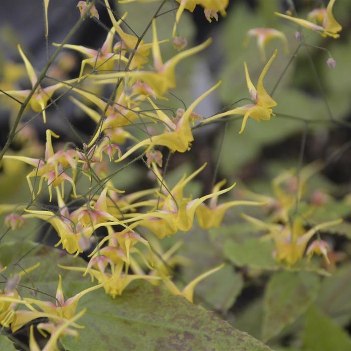 Epimedium Songbirds