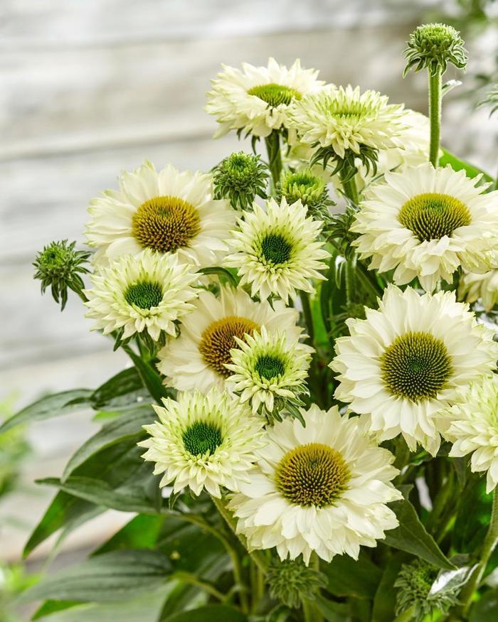 Echinacea SunSeekers® White Perfection