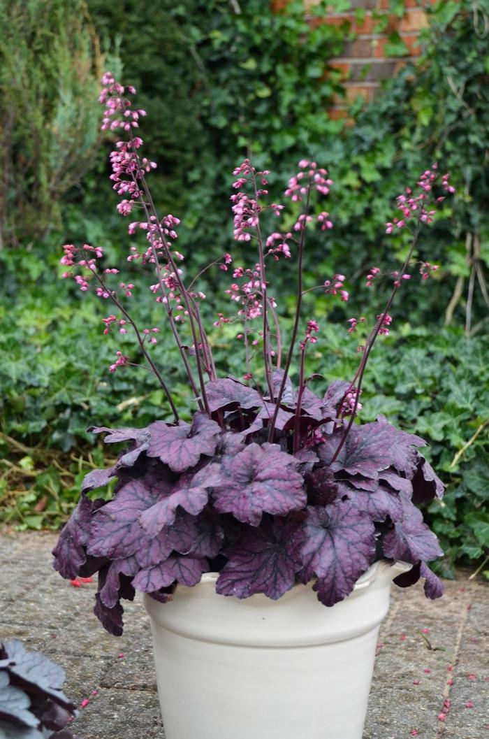 Heuchera villosa Electric Plum