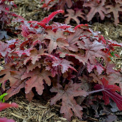 Heucherella Fun and Games® Red Rover