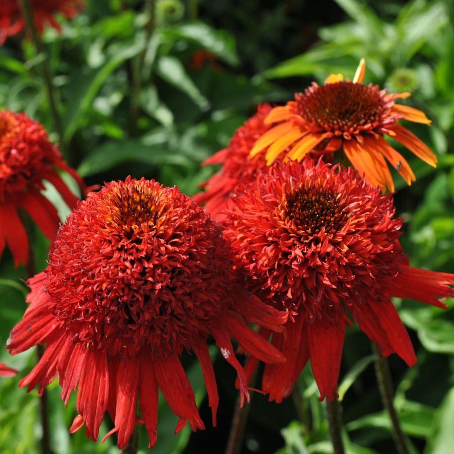 Echinacea purpurea Cone-fections™ Sweet Chili PP20673