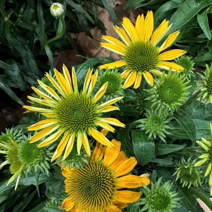 Echinacea purpurea Guatemala™ Gold