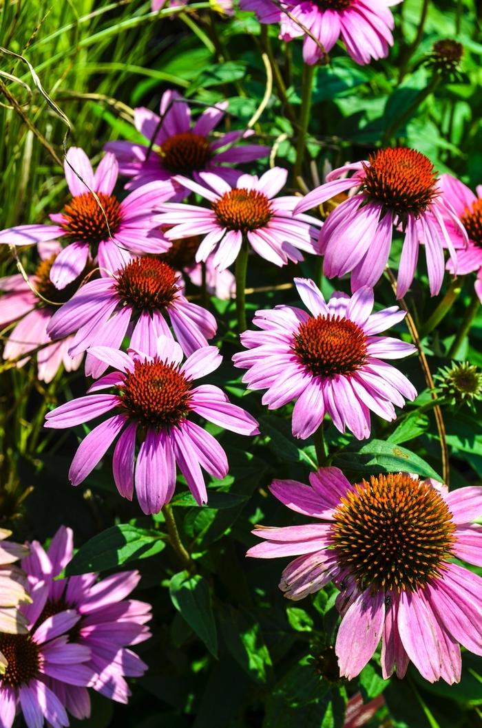 Echinacea purpurea Magnus