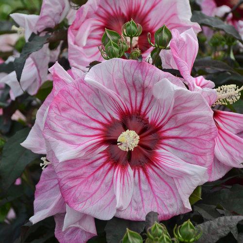 Hibiscus Summerific® Cherry Choco Latte