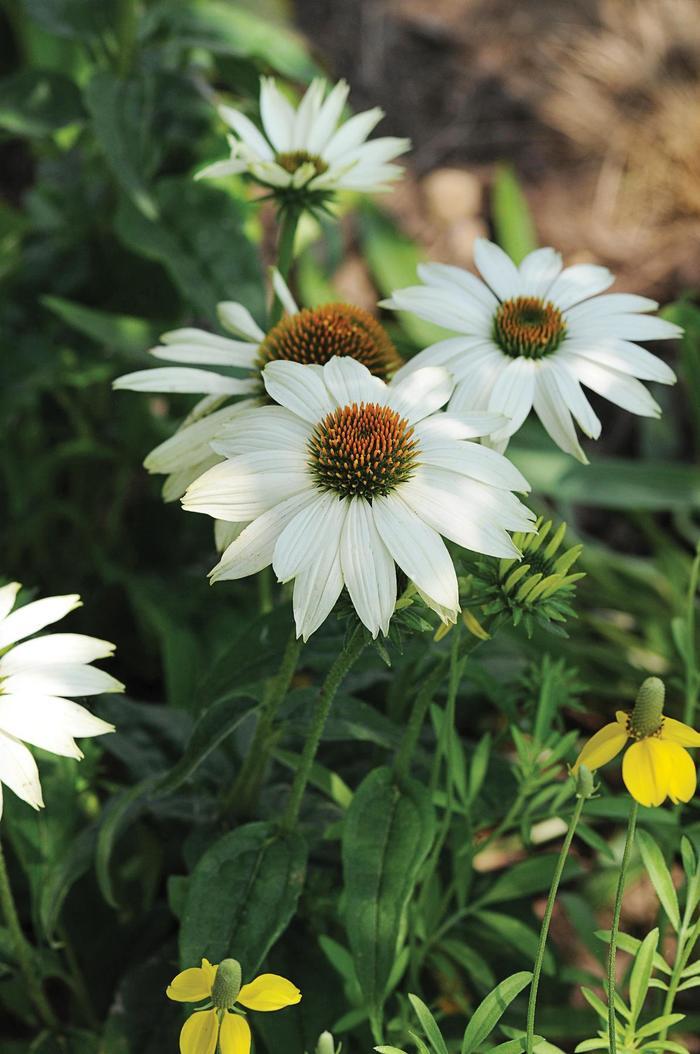 Echinacea purpurea PowWow® White