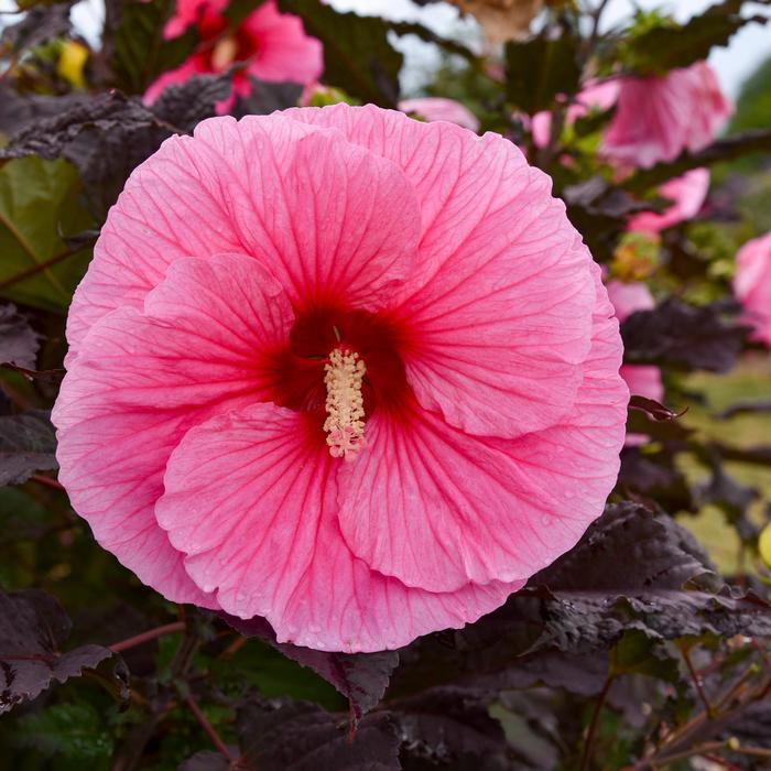Hibiscus Summerific® Edge of Night