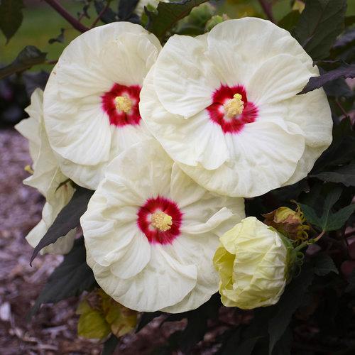 Hibiscus Summerific® French Vanilla