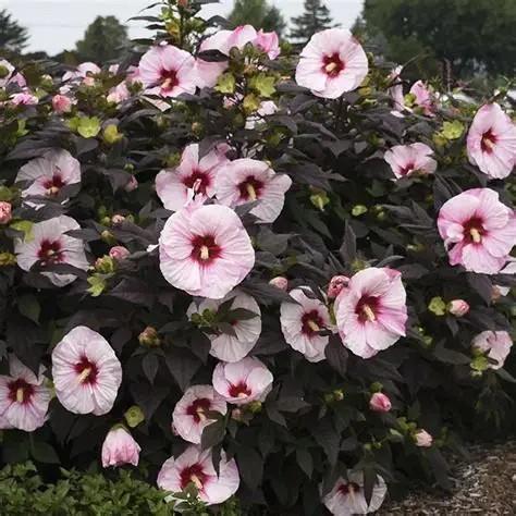 Hibiscus Summerific® Perfect Storm PP27880