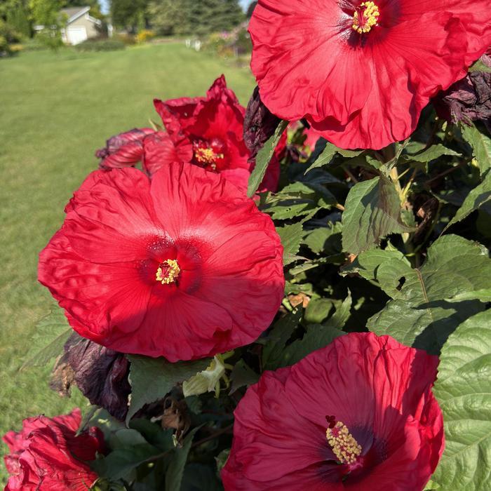 Hibiscus Summerific® Valentine's Crush