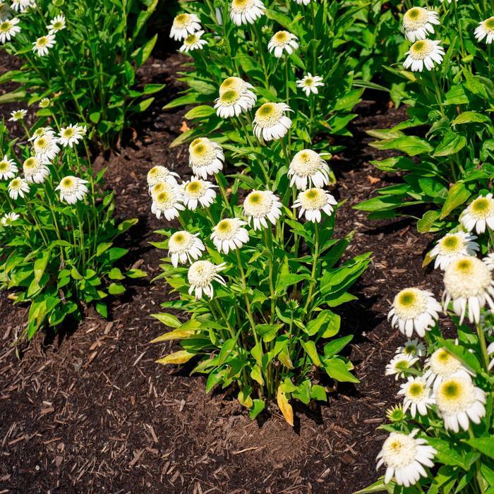 Echinacea purpurea Vanilla Drip™ PP18617