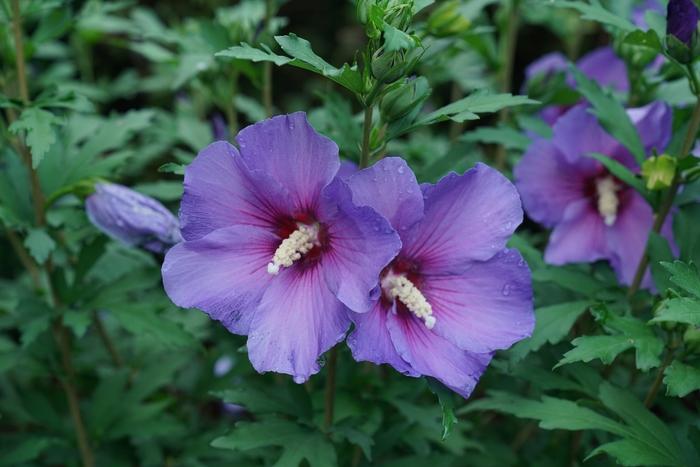Hibiscus syriacus Paraplu Violet® PP33180