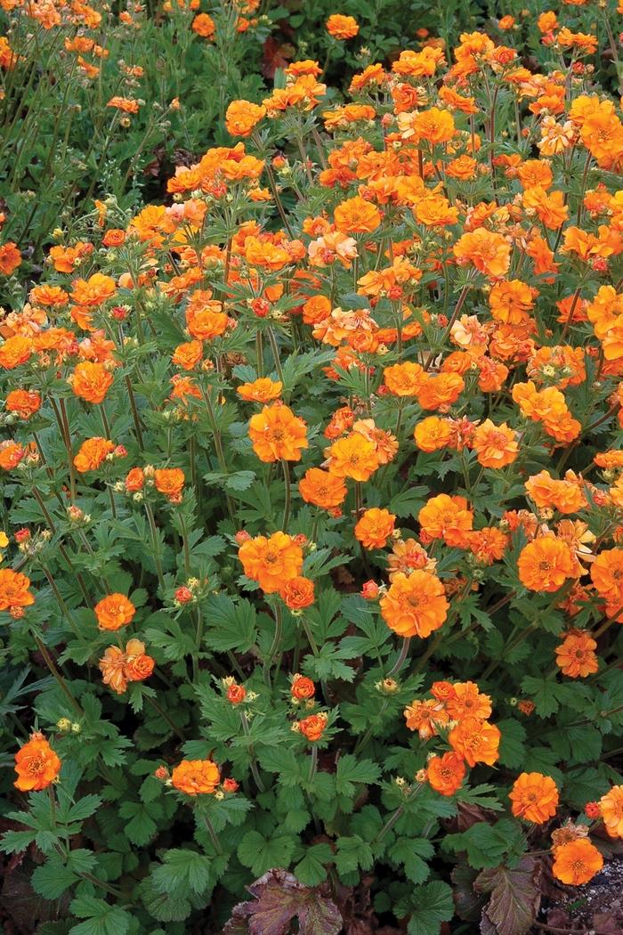 Geum Fire Storm