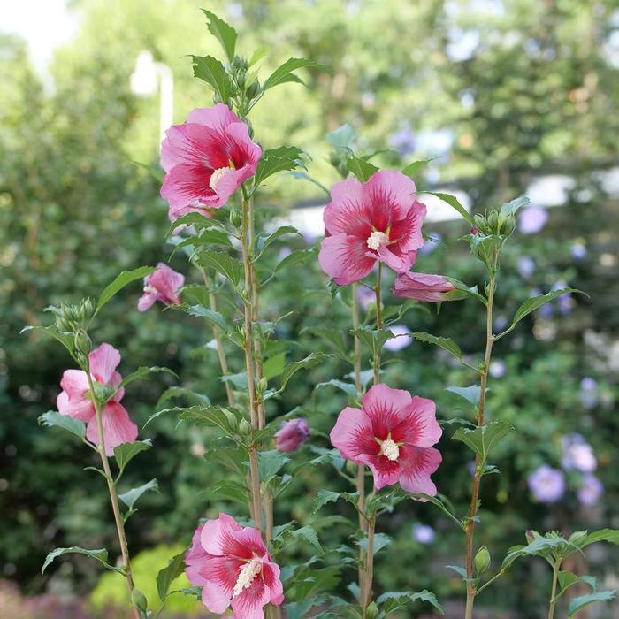 Hibiscus syriacus Red Pillar® PP35332