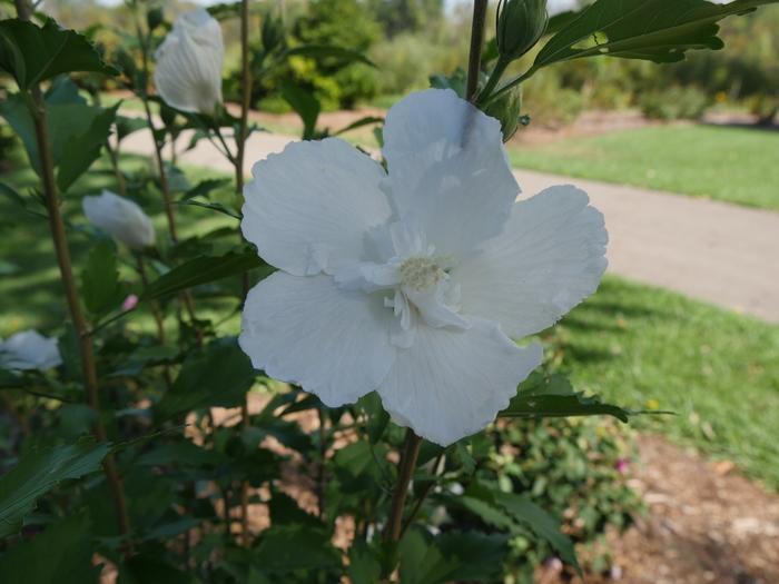 Hibiscus syriacus White Pillar® PP28892
