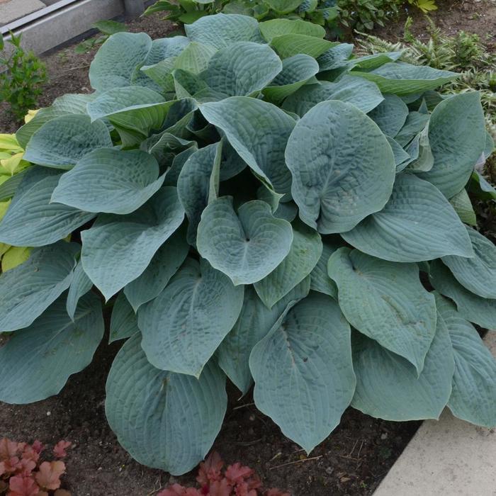 Hosta Blueberry Muffin