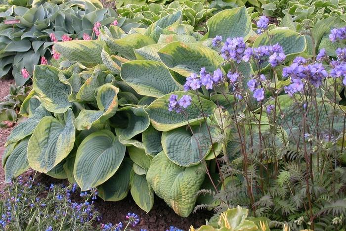 Hosta Francis Williams