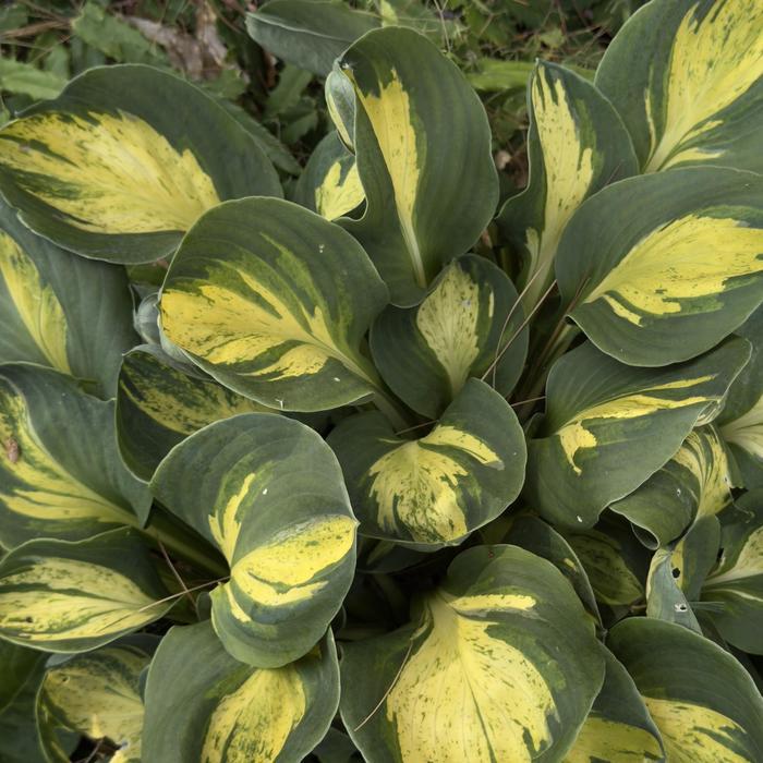 Hosta Mouseketeer PP35221