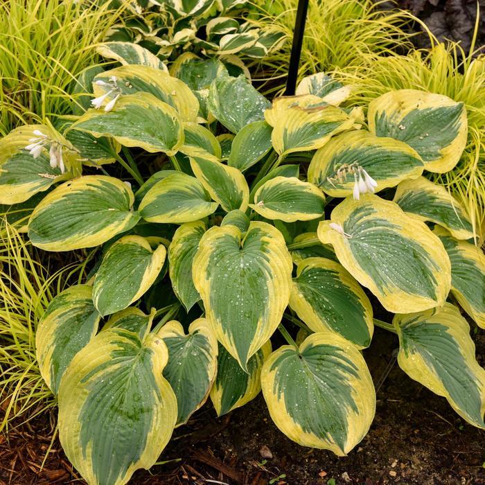 Hosta Shadowland® Chance Encounter PP36151