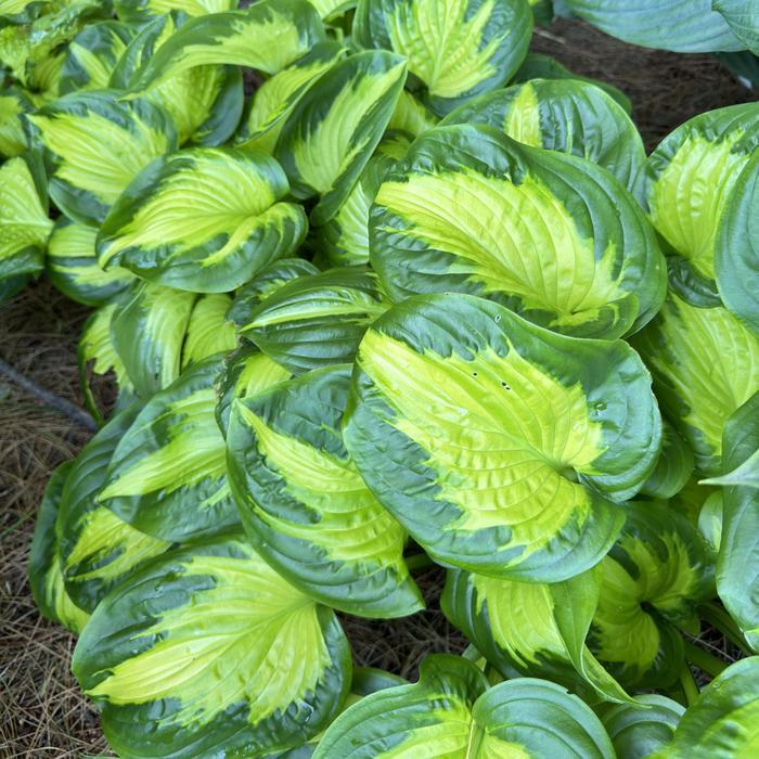 Hosta Shadowland® Etched Glass