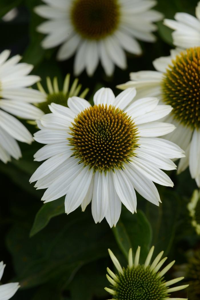Echinacea x hybrida Sombrero® Blanco