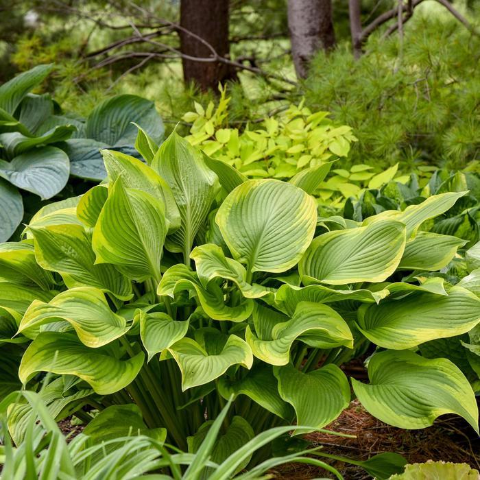 Hosta Shadowland® Lone Star